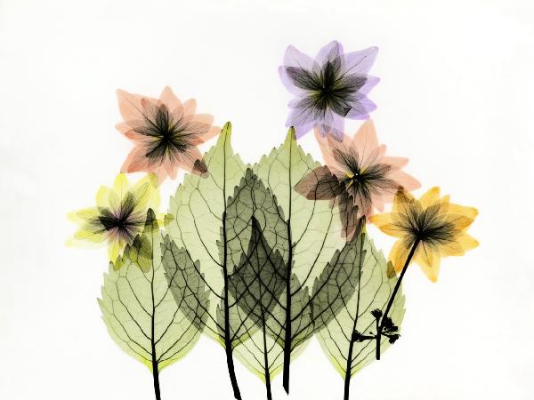 PHOTOWALL / Shooting Star (e21806)