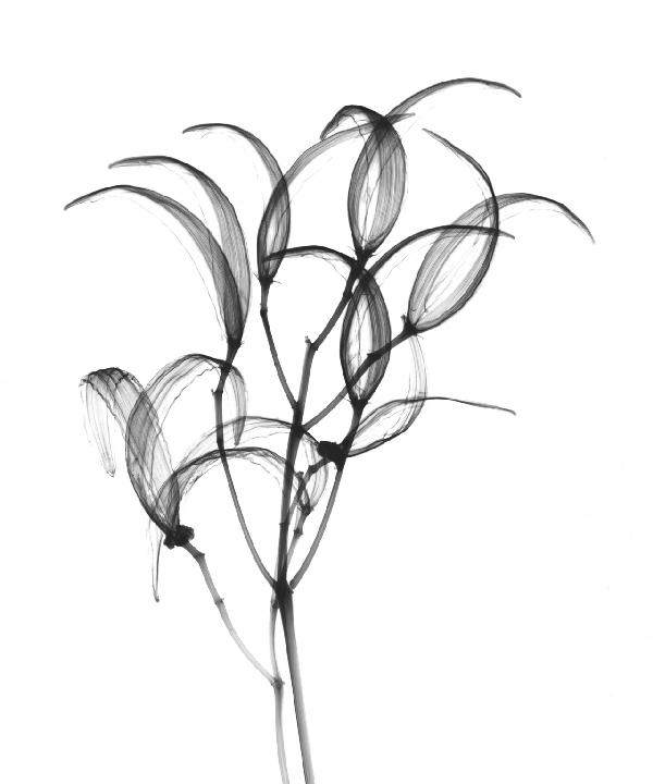 PHOTOWALL / Seedpods Oleander Bush (e21807)
