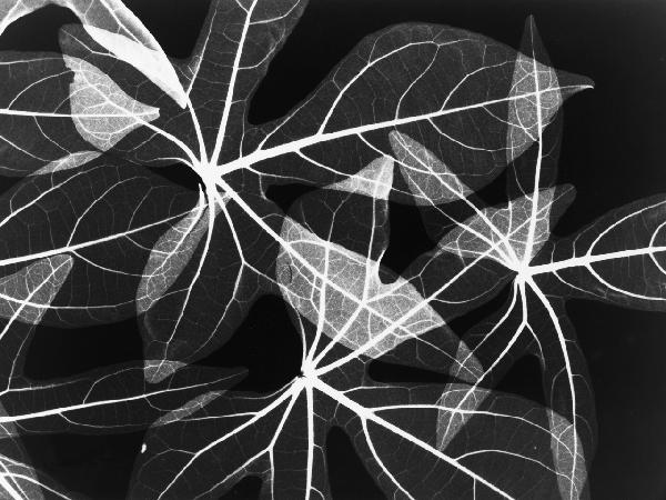 PHOTOWALL / Leaves (e21809)