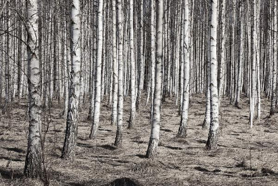 PHOTOWALL / Birch Forest (e22029)