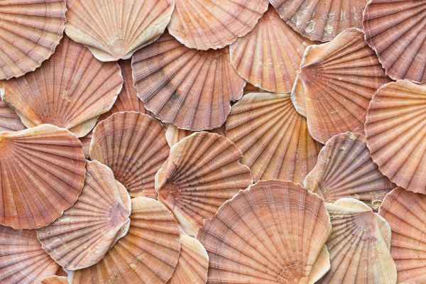 PHOTOWALL / Scallops Mussla (e22032)