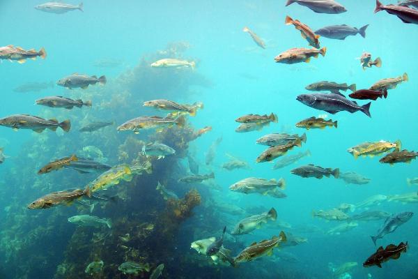 PHOTOWALL / Circling Fish (e22318)