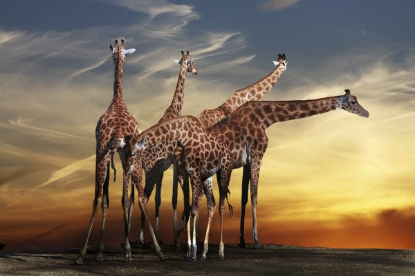 PHOTOWALL / Giraffes and a View (e22387)