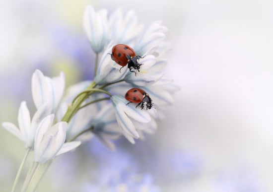 PHOTOWALL / Ladybugs on White Flower (e22394)