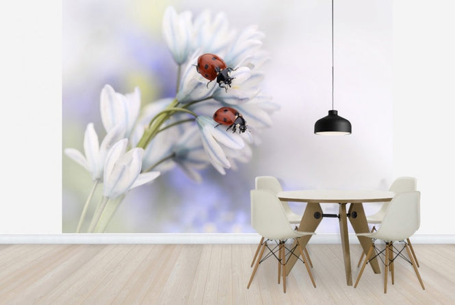 PHOTOWALL / Ladybugs on White Flower (e22394)
