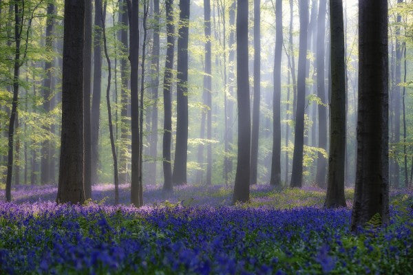 PHOTOWALL / Bluebells (e22406)
