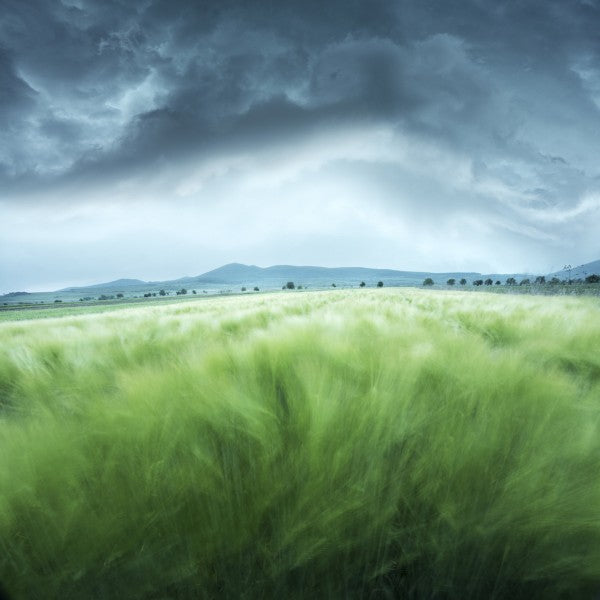 PHOTOWALL / Green Barley Field (e22427)