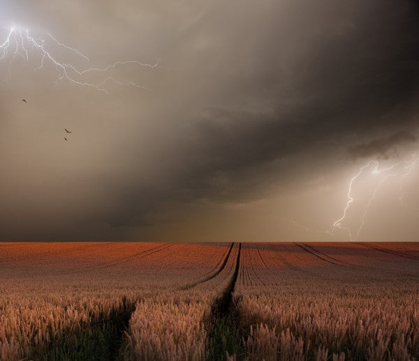 PHOTOWALL / Lightning Field (e22436)