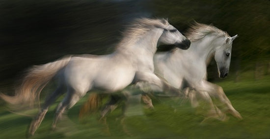 PHOTOWALL / White Horses Gallop (e22447)