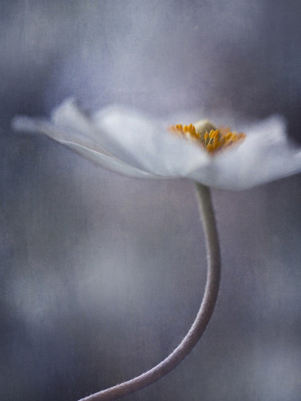 PHOTOWALL / White Anemone (e22458)