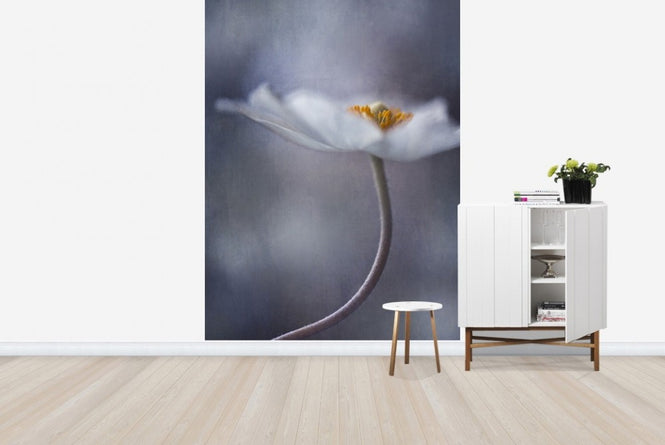 PHOTOWALL / White Anemone (e22458)