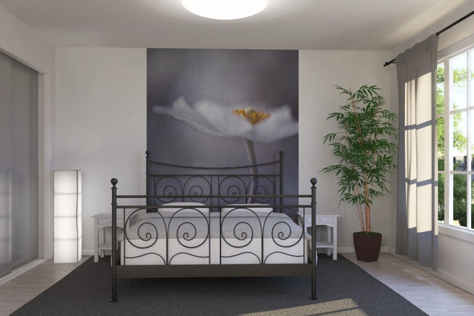 PHOTOWALL / White Anemone (e22458)