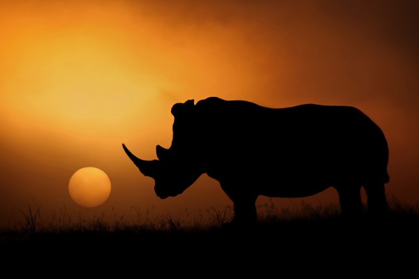 PHOTOWALL / Rhino Sunrise (e22461)