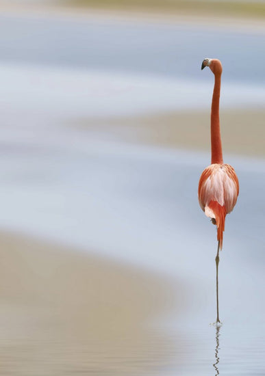 PHOTOWALL / Lonely Flamingo (e22470)