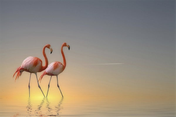 PHOTOWALL / Two Flamingos (e22471)