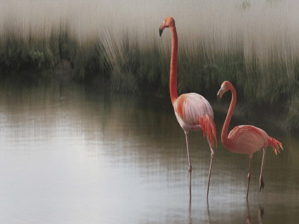 PHOTOWALL / Two Pink Flamingos (e22474)