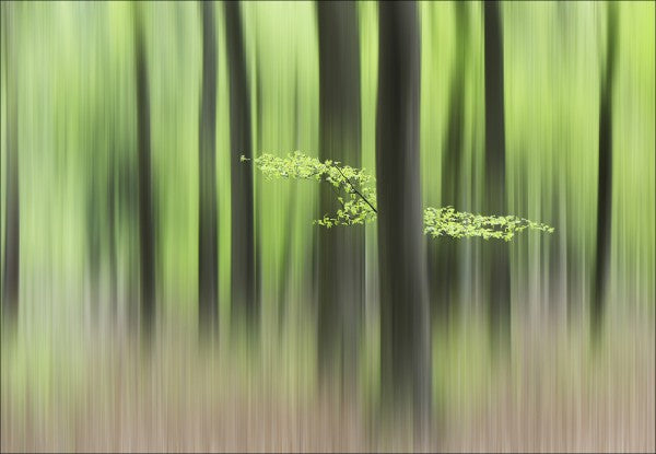 PHOTOWALL / Spring Morning (e22482)