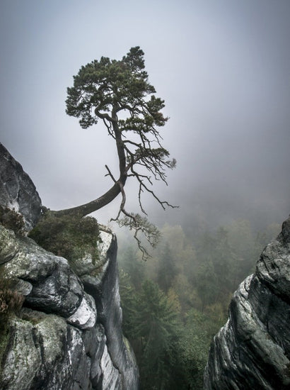 PHOTOWALL / Tree on Mountain (e22491)
