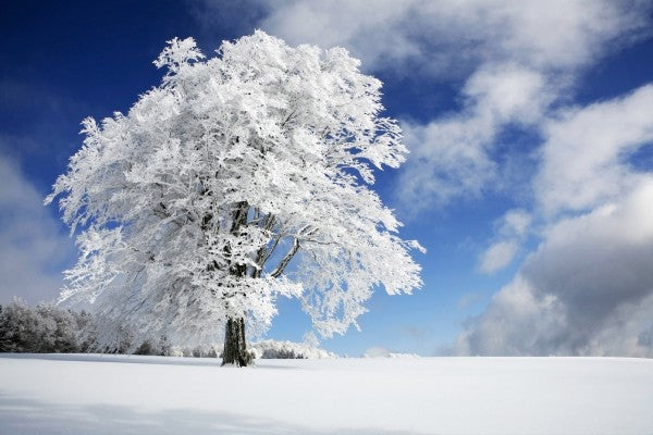 PHOTOWALL / Winter Tree (e22493)