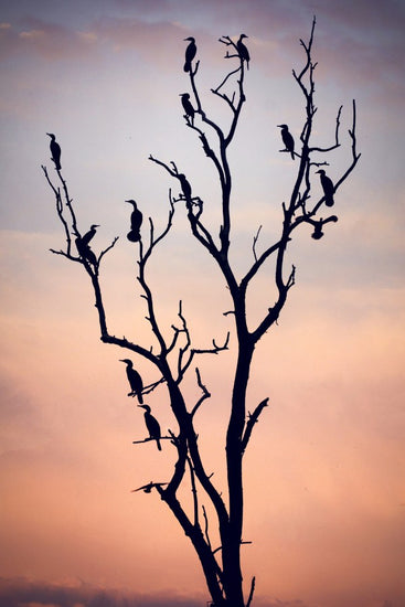 PHOTOWALL / Birds Before Sunset (e22505)