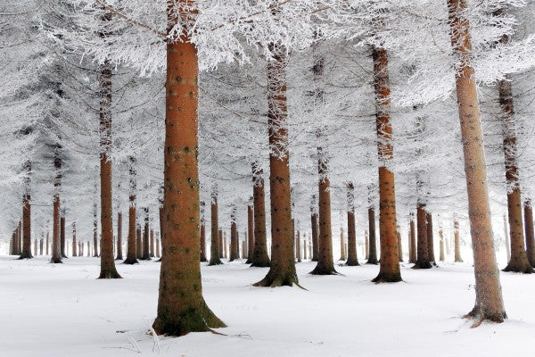 PHOTOWALL / White Forest (e22514)