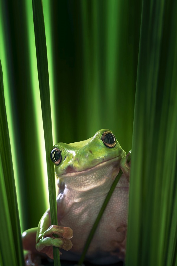 PHOTOWALL / Green Frog (e22516)
