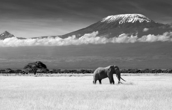 PHOTOWALL / Elephant Landscape (e22519)