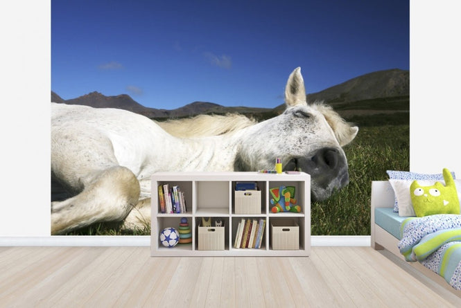 PHOTOWALL / Horse Sleeping (e22523)
