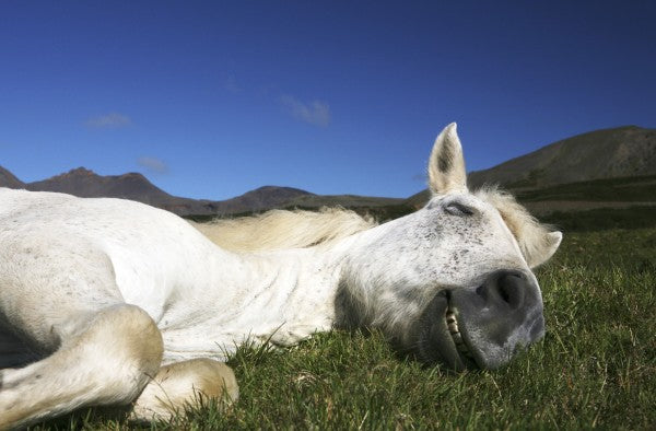 PHOTOWALL / Horse Sleeping (e22523)