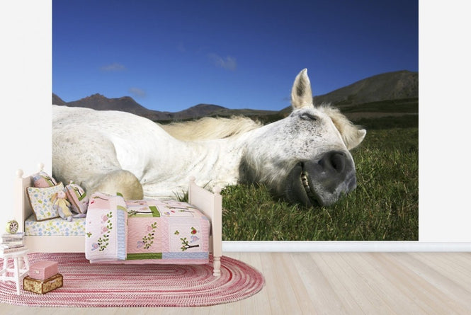PHOTOWALL / Horse Sleeping (e22523)