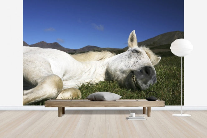 PHOTOWALL / Horse Sleeping (e22523)