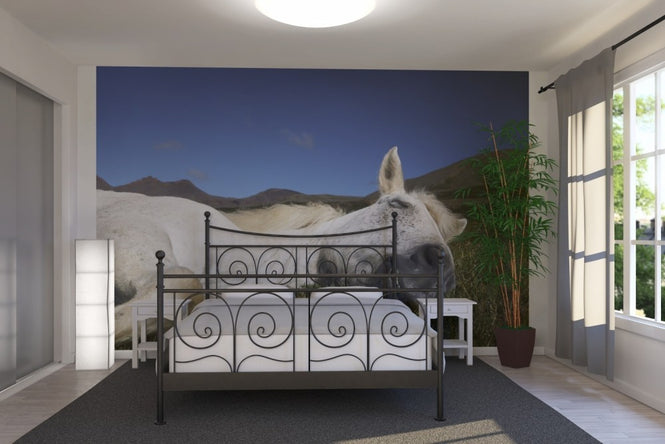 PHOTOWALL / Horse Sleeping (e22523)