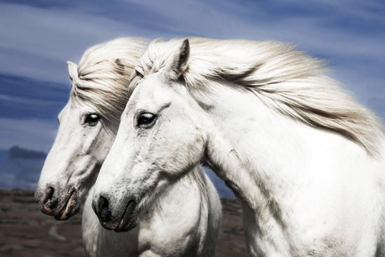 PHOTOWALL / Two Beautiful White Horses (e22534)