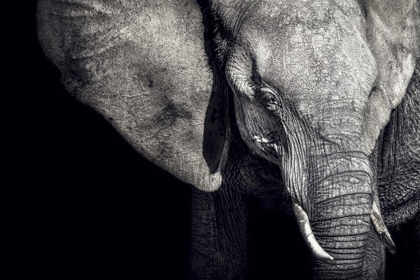 PHOTOWALL / Beautiful Elephant (e22543)
