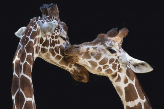 PHOTOWALL / Giraffes Kissing (e22552)