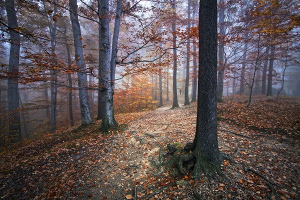 PHOTOWALL / Autumn Forest (e22553)