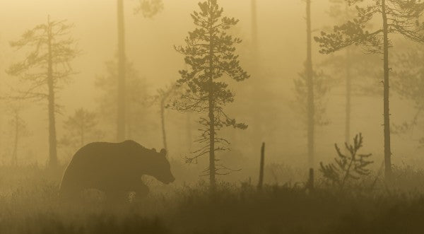 PHOTOWALL / Bear in Morning Fog (e22557)