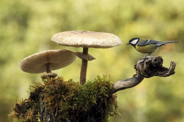 PHOTOWALL / Mushrooms & Bird (e22562)