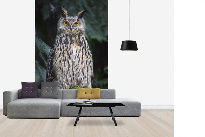PHOTOWALL / Owl (e22569)