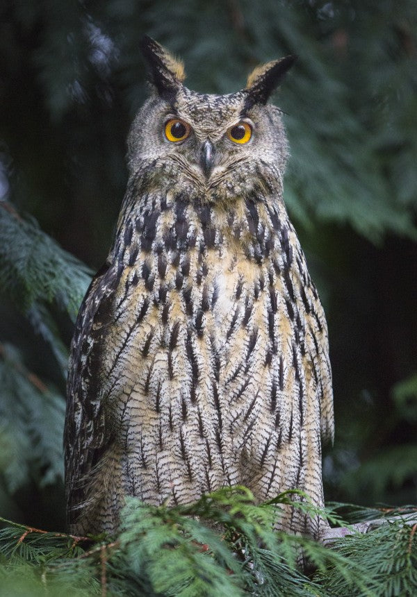 PHOTOWALL / Owl (e22569)