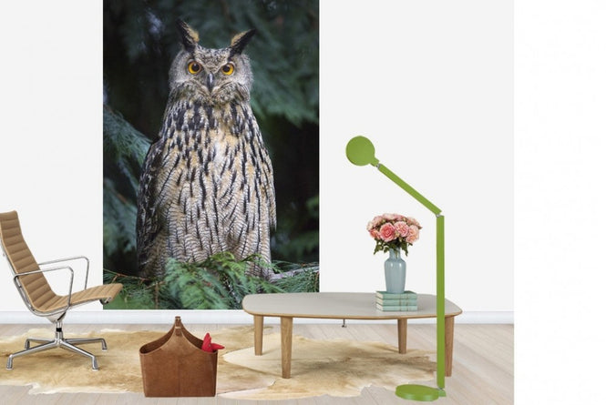 PHOTOWALL / Owl (e22569)