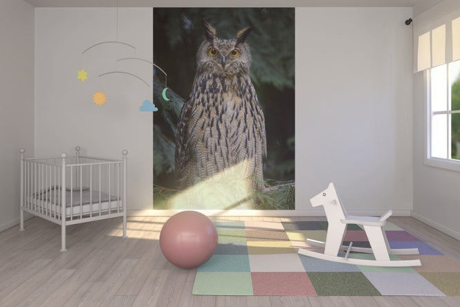 PHOTOWALL / Owl (e22569)