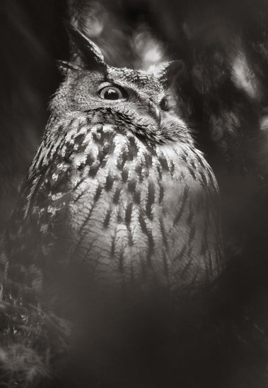 PHOTOWALL / Misty Owl (e22570)
