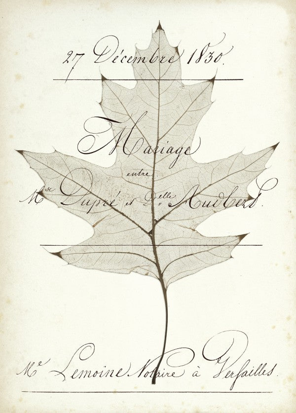 PHOTOWALL / Birch Document (e22620)