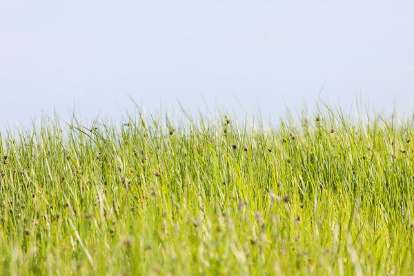 PHOTOWALL / Green Summer Meadow (e22854)