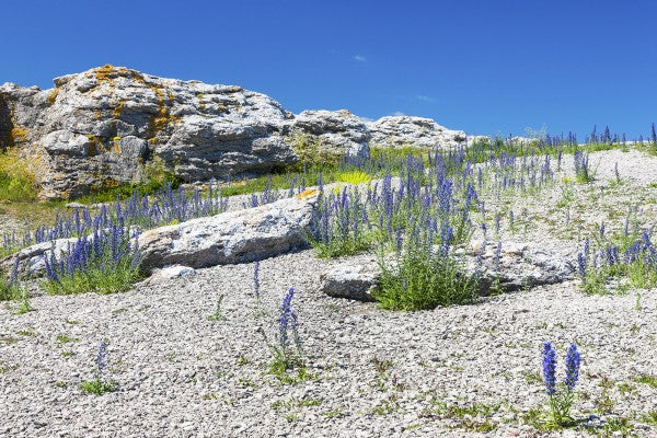 PHOTOWALL / Rock Landscape in Gotland (e22859)