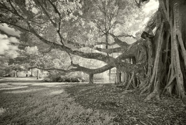 PHOTOWALL / Trees (e22954)