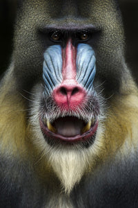 PHOTOWALL / Mandrill Monkey Face (e22988) | 輸入壁紙専門店