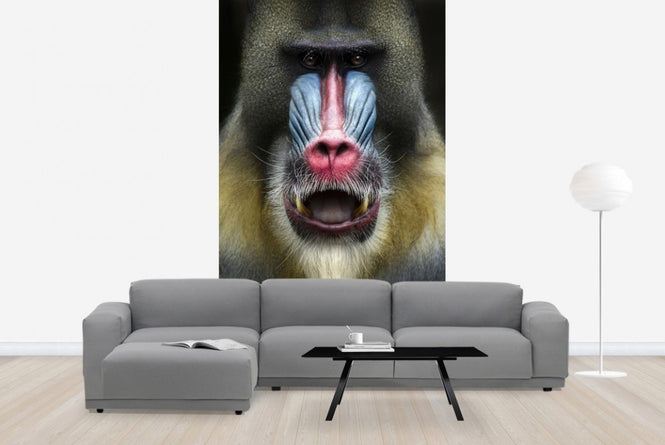 PHOTOWALL / Mandrill Monkey Face (e22988)