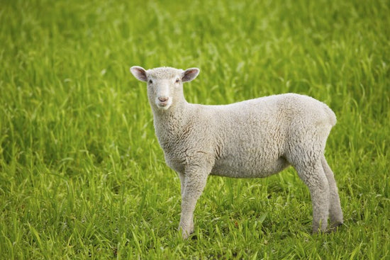 PHOTOWALL / Lamb on Green Grass (e22993)